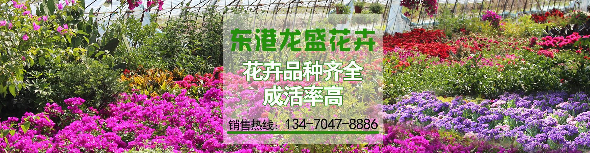 室内绿植花卉