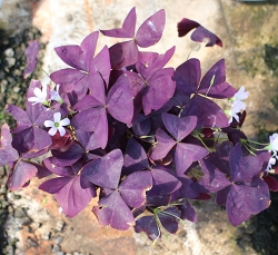 紫蝴蝶三叶草
