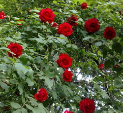 芜湖红色月季花批发