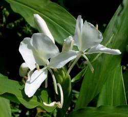 宽甸室内观赏花卉