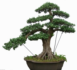 上海室内盆栽花卉