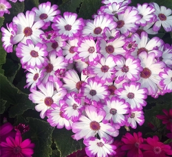 瓜叶菊