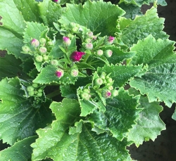 瓜叶菊
