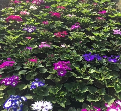 瓜叶菊