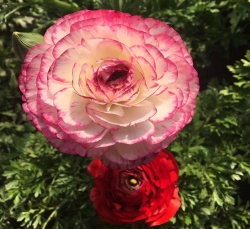 芹叶牡丹