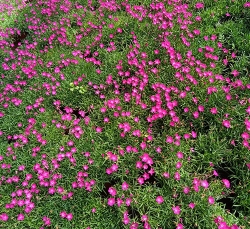 漳平月季花种植