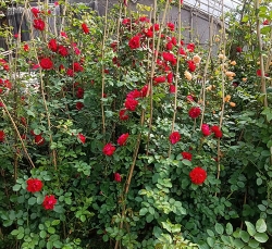 平顶山月季花价格