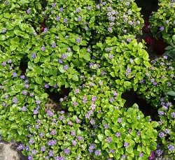 紫芳草