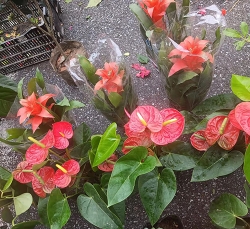 上海红掌