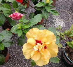 木槿牡丹