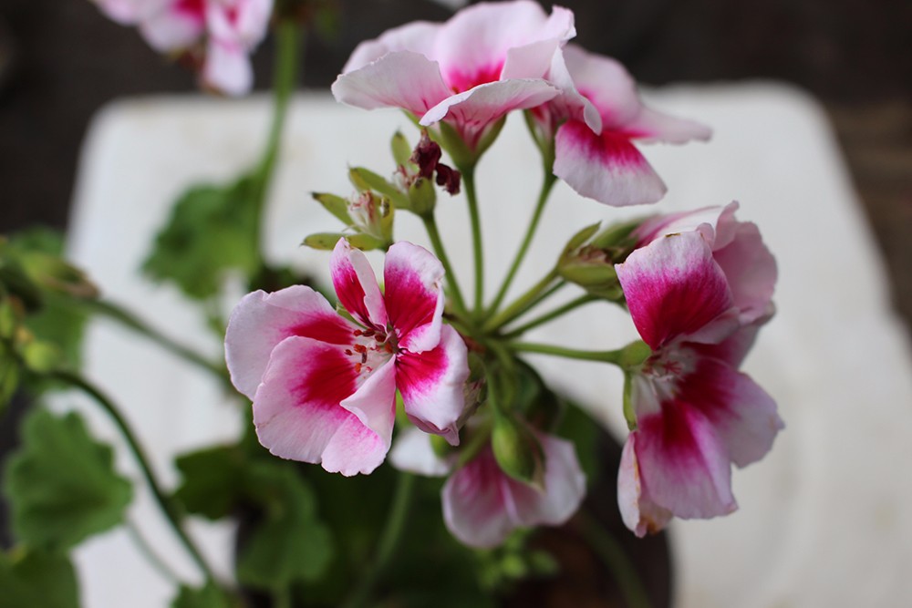 室内绿植花卉