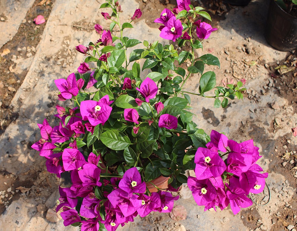 室内绿植花卉