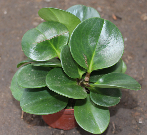 室内绿植花卉