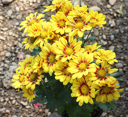 室内绿植花卉