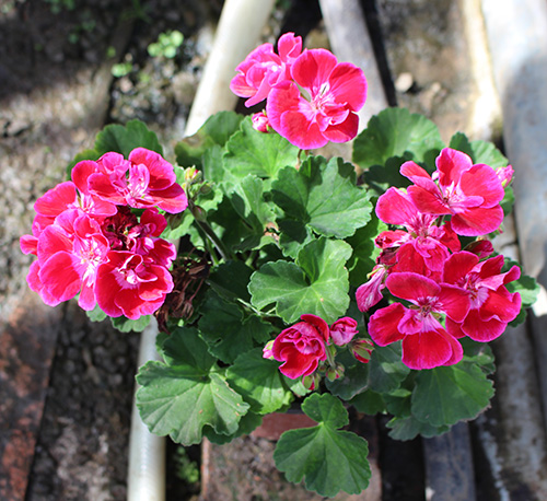 室内观赏花卉