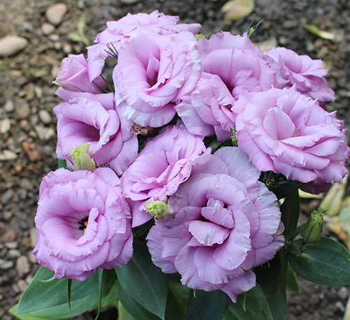 室内盆栽花卉