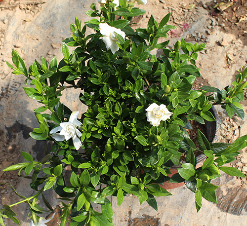 室内绿植花卉