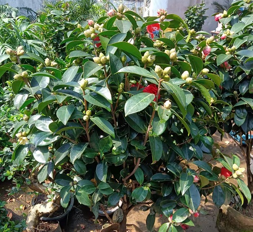 茶花.JPG
